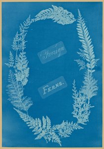 Fougères étrangères - Anna Atkins
